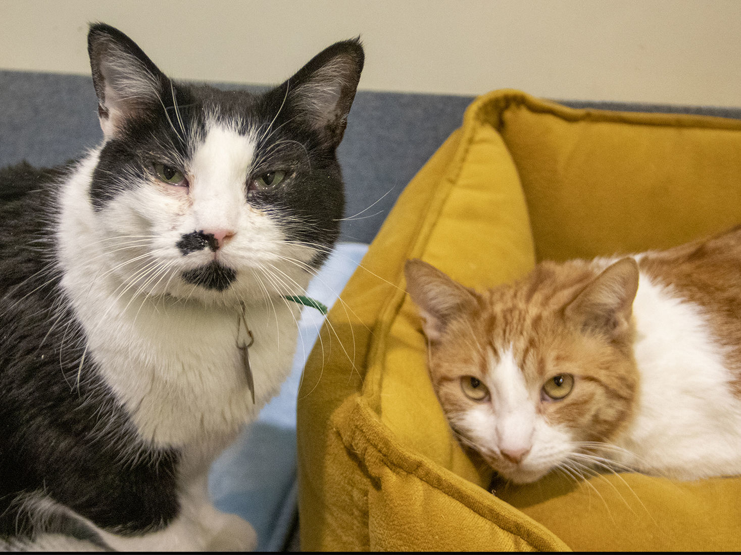 Last week's pet, still available: Basil and Gizmo